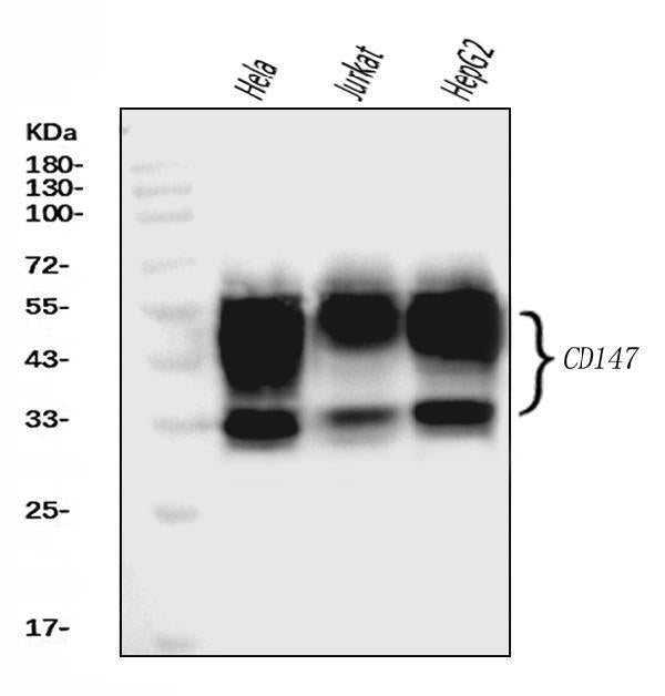 Anti-CD147/Emmprin Antibody Picoband® (monoclonal, 6H2B2)