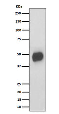 Western blot analysis of CD147 expression in RAW 264.7 cell lysate.
