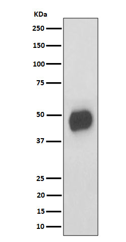 Western blot analysis of CD147 expression in RAW 264.7 cell lysate.