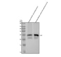 Anti-C Reactive Protein CRP Rabbit Monoclonal Antibody