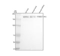 Anti-ACE1 Monoclonal Antibody