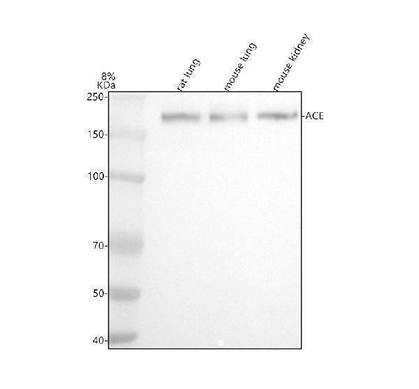 Anti-ACE1 Monoclonal Antibody