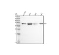 Anti-Heme Oxygenase 1 HMOX1 Rabbit Monoclonal Antibody