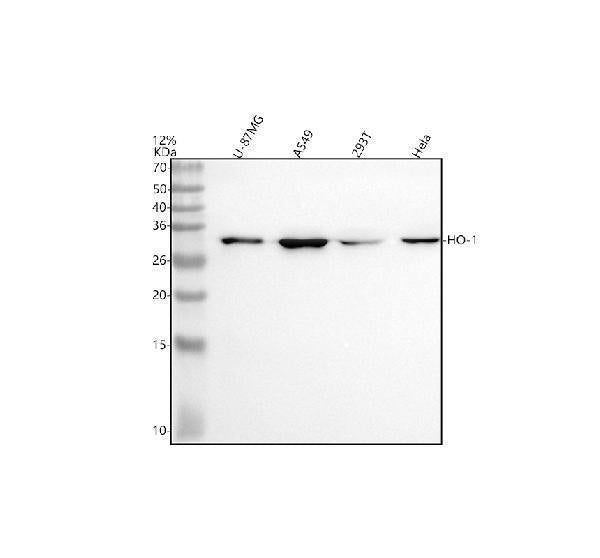 Anti-Heme Oxygenase 1 HMOX1 Rabbit Monoclonal Antibody
