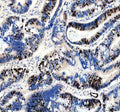 Anti-Ki67/MKI67 Rabbit Monoclonal Antibody