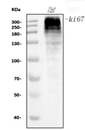 Anti-Ki67 Antibody Picoband® (monoclonal, 5C7)