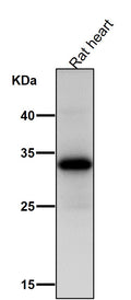 All lanes use the Antibody at 1:1K dilution for 1 hour at room temperature.