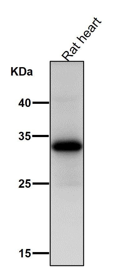 All lanes use the Antibody at 1:1K dilution for 1 hour at room temperature.