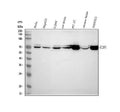 Anti-E2F1 Rabbit Monoclonal Antibody