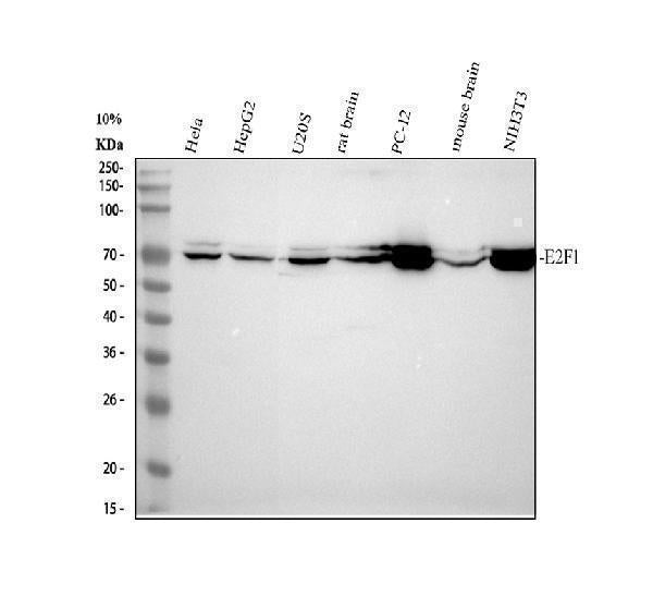 Anti-E2F1 Rabbit Monoclonal Antibody