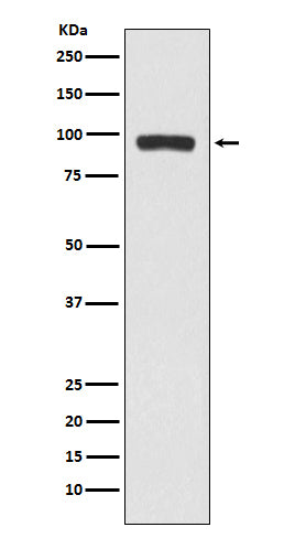 Western blot analysis of BCHE expression in A375 cell lysate.