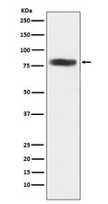 Western blot analysis of CARS expression in 293T cell lysate.