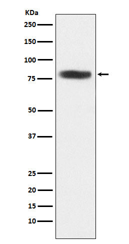 Western blot analysis of CARS expression in 293T cell lysate.