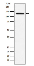 Western blot analysis of MDA5 expression in THP1 cell lysate.
