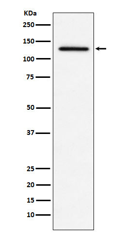Western blot analysis of MDA5 expression in THP1 cell lysate.