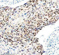 Anti-FOXA1/Hnf 3 Alpha Rabbit Monoclonal Antibody