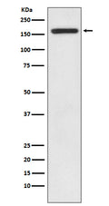 Western blot analysis of IRS1 expression in HEK293 cell lysate.