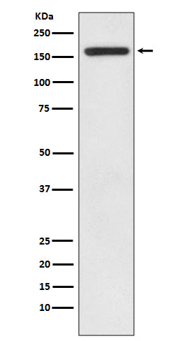 Western blot analysis of IRS1 expression in HEK293 cell lysate.
