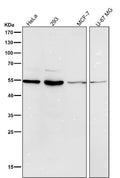 All lanes use the Antibody at 1:1K dilution for 1 hour at room temperature.