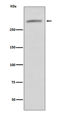 Western blot analysis of VWF expression in human serum lysate.