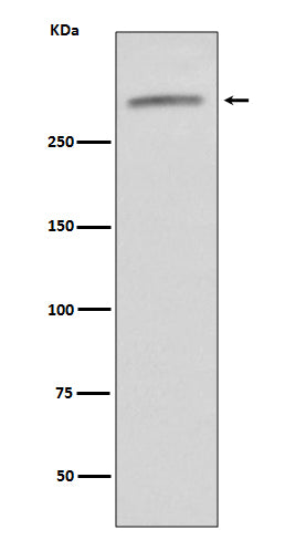 Western blot analysis of VWF expression in human serum lysate.