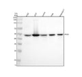 Anti-PAX6 Rabbit Monoclonal Antibody