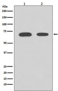 Western blot analysis of Chk2 expression in (1) HeLa cell lysate; (2) 293T cell lysate.