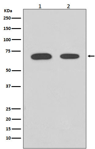 Western blot analysis of Chk2 expression in (1) HeLa cell lysate; (2) 293T cell lysate.