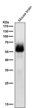 All lanes use the Antibody at 1:1k dilution for 1 hour at room temperature.