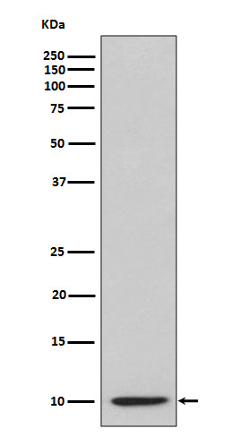 Western blot analysis of IP10 expression in IP10 recombinant protein lysate.