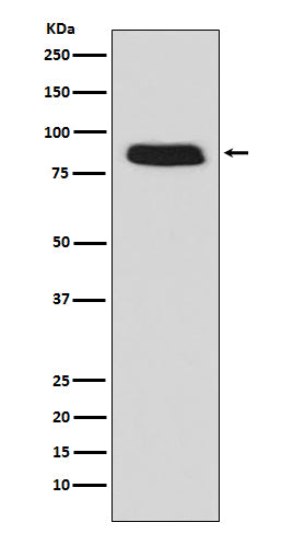 Western blot analysis of GCSF Receptor (CD114) expression in Caco-2 cell lysate.