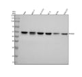 Anti-Pygopus 2 Rabbit Monoclonal Antibody