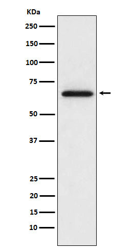Western blot analysis of MMP2 expression in L6 cell lysate.