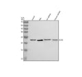 Anti-ICOS Rabbit Monoclonal Antibody