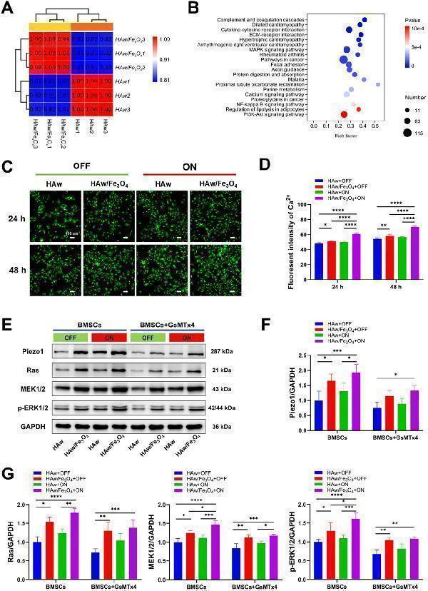 Anti-MEK1/2 MAP2K1 Rabbit Monoclonal Antibody