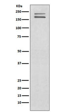 Western blot analysis of Ret expression in SH-SY5Y cell lysate.