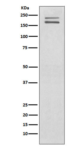 Western blot analysis of Ret expression in SH-SY5Y cell lysate.