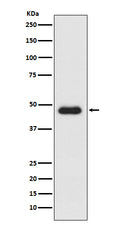 Western blot analysis of CXCR3 expression in K562 cell lysate.