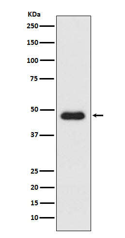 Western blot analysis of CXCR3 expression in K562 cell lysate.