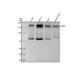 Anti-ErbB (HER4) ERBB4 Rabbit Monoclonal Antibody