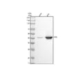 Anti-c-Fos Rabbit Monoclonal Antibody
