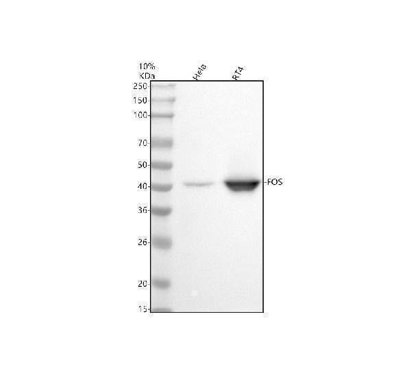 Anti-c-Fos Rabbit Monoclonal Antibody