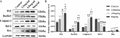 Anti-SQSTM1 / p62 Rabbit Monoclonal Antibody