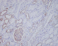 Immunohistochemical analysis of paraffin-embedded human kidney, using ALK Antibody.