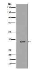 Western blot analysis of TBP expression in K562 cell lysate.