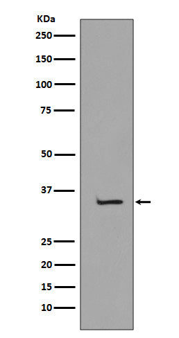 Western blot analysis of TBP expression in K562 cell lysate.