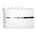 Anti-VASP Rabbit Monoclonal Antibody