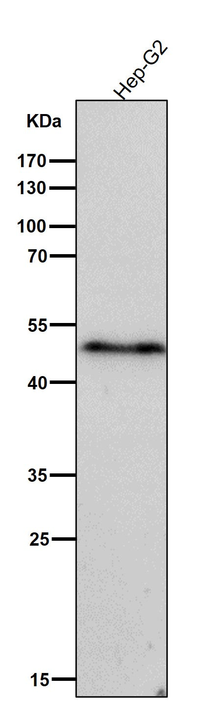 All lanes use the Antibody at 1:5K dilution for 1 hour at room temperature.
