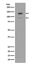 Western blot analysis of IFNAR1 expression in K562 cell lysate.