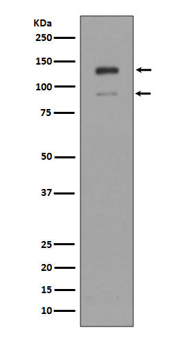 Western blot analysis of IFNAR1 expression in K562 cell lysate.